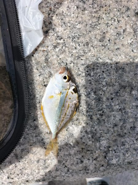 地磯へ行くも、、