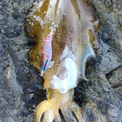 アオリイカ２杯