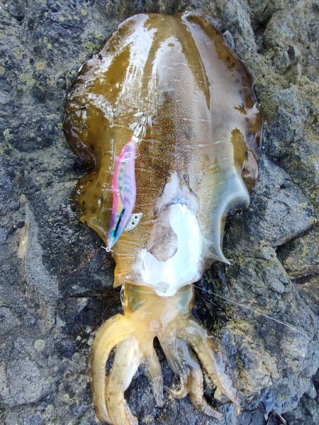 アオリイカ２杯