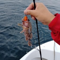 エギング&ロックフィッシュゲーム