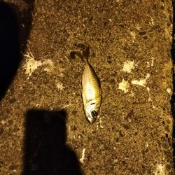 仕事終わりのアジング