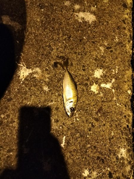 仕事終わりのアジング