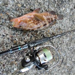 ちょこっとロックフィッシング