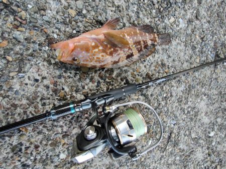 ちょこっとロックフィッシング