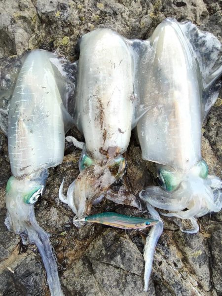 アオリイカ３杯