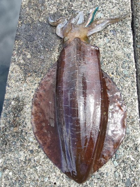 #アオリイカ　2.380Kg  1.1kg…