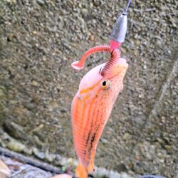 和歌山三重遠征最終日