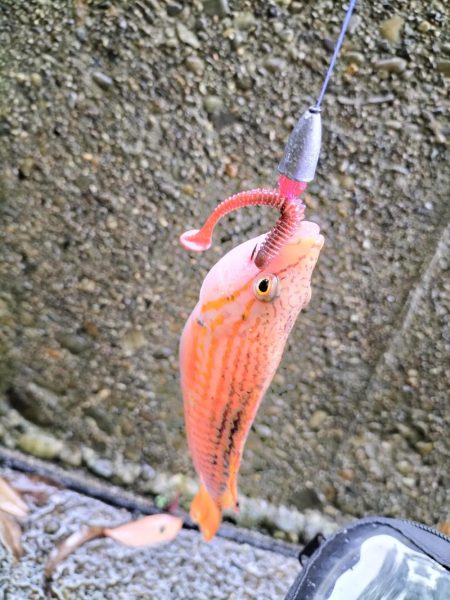 和歌山三重遠征最終日