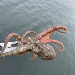 タコ ランガン不発