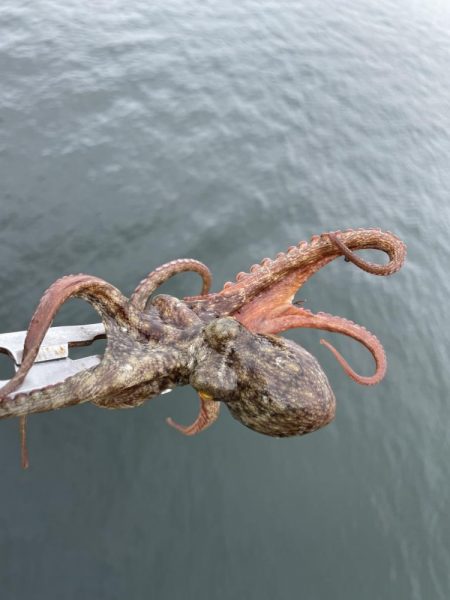 タコ ランガン不発