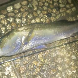 バスタックルでハクパターン遊び