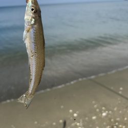 ★★キス釣りでまさかの大物との出会い★★