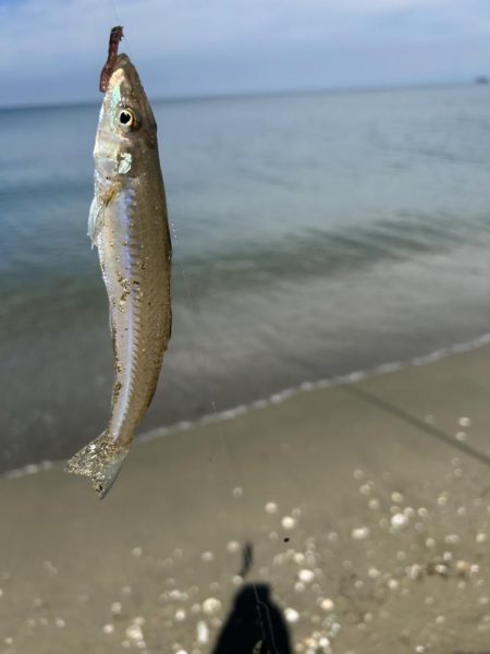 ★★キス釣りでまさかの大物との出会い★★