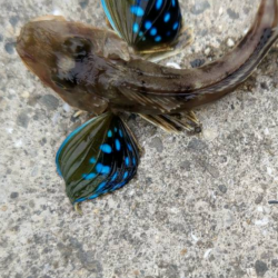 ★★ちょい投げ釣りで6種目★★