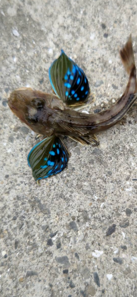 ★★ちょい投げ釣りで6種目★★