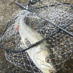 どちゃ濁りの導流堤