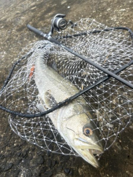 どちゃ濁りの導流堤