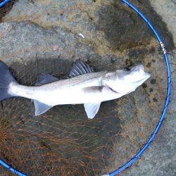 今までの、ぼうず続きが嘘のよう…