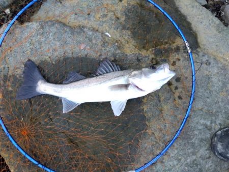 今までの、ぼうず続きが嘘のよう…