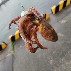 タコ🐙からシーバス🐟