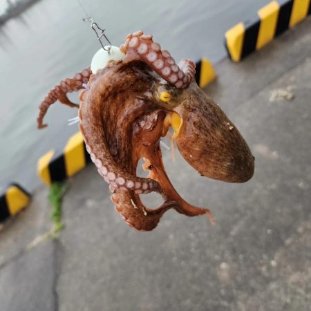 タコ🐙からシーバス…