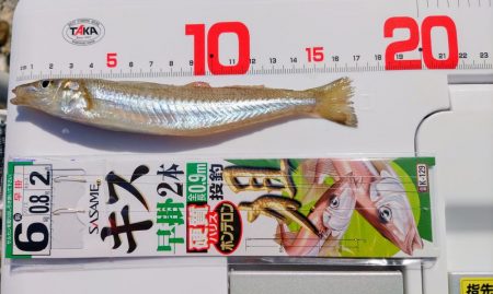 片男波（3回目）で釣果が上向き