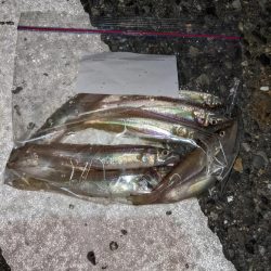 キス釣りとプラッキング