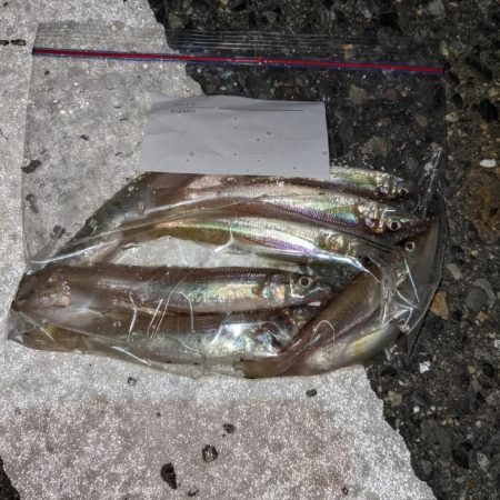 キス釣りとプラッキング