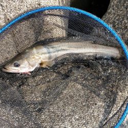 居着きの黒くてでかいシーバス