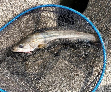 居着きの黒くてでかいシーバス