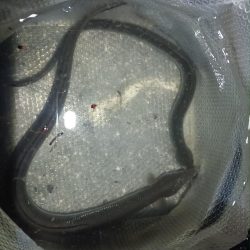 2024/06/08 大阪河川釣行