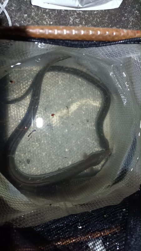 2024/06/08 大阪河川釣行