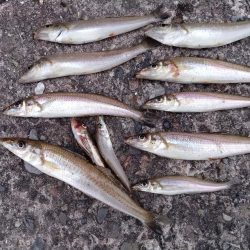 播磨新島のキス