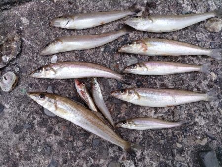 播磨新島のキス