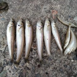 播磨新島のキス調査