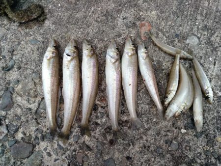 播磨新島のキス調査