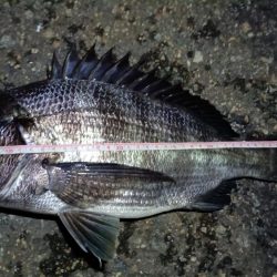 2024/06/21 南港ヘチ釣り釣行