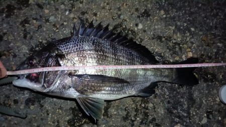 2024/06/21 南港ヘチ釣り釣行