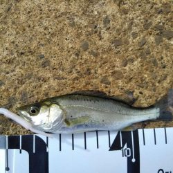 ハゼとマゴチ狙いが、、、