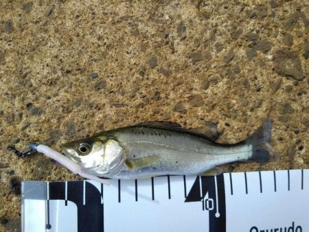 ハゼとマゴチ狙いが、、、