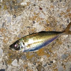 2匹しか？2匹も？