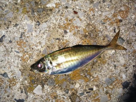 2匹しか？2匹も？