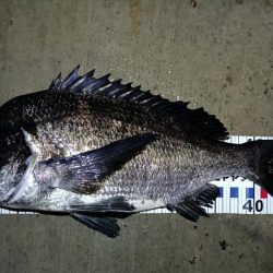 2024/06/28 南港ヘチ釣り釣行（短時間ヘチ釣行）