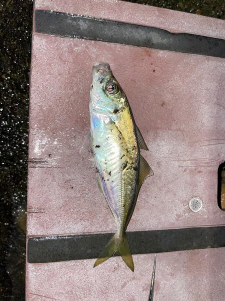 newロッド鱗付けに…