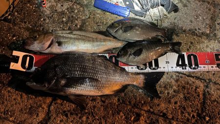 チヌもハネも大きいサイズがなかなか釣れない…