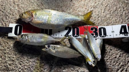 なかなかシブい日だった...早朝の方が安定…