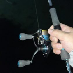 シーバス狙いからの…