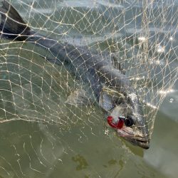 平日デイシーバス