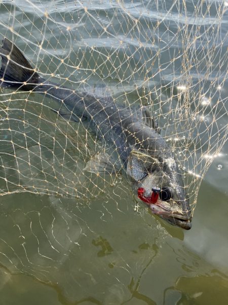 平日デイシーバス