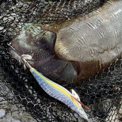 エギングでモンゴウイカ